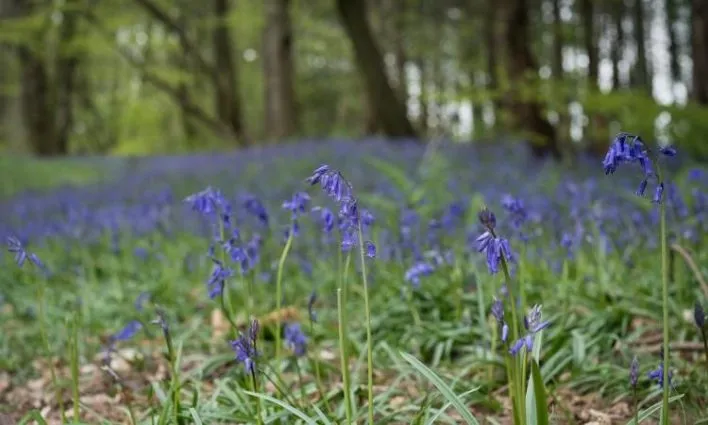 Woodland Burial Company